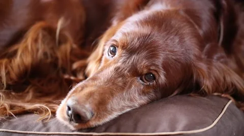 Red irish setter dog Stock Footage 48691817