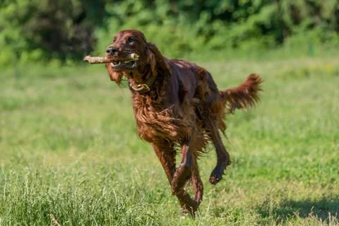 Red Irish Setter running ,selective focus on the dog Stock Photos