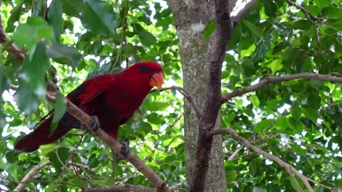 Red ivory parrot on a tree, close up Stock Footage 295037030