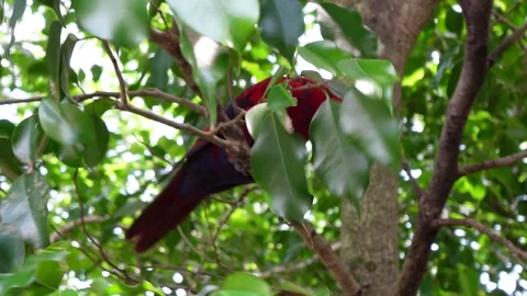Red ivory parrot on a tree, close up Stock Footage 295037042