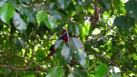 Red ivory parrot on a tree Stock Footage 295037028