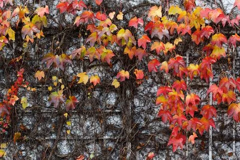 Red Ivy Creeper Stock Photos