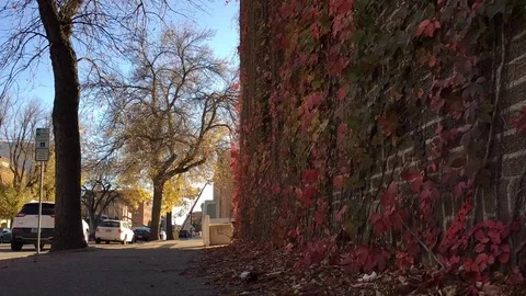 Red Ivy Leaf Time Lapse Vidéo 81337999