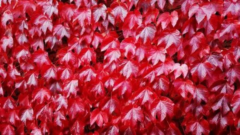 Red Ivy Stock Photos