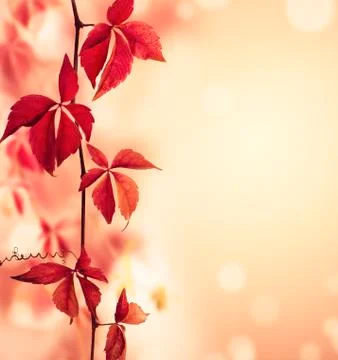 Red ivy Fotos Stock
