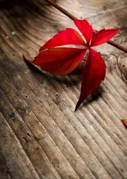 Red ivy Foto stock