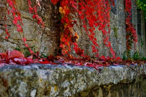 Red Ivy on Stone Wall Stock Photos