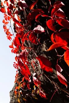 Red ivy on a tree Stock Photos