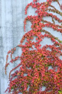 Red ivy wall Foto stock