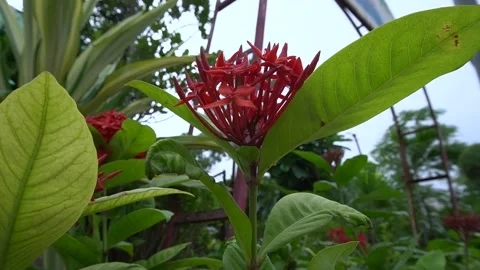 Red ixora blooms with sharp angles, highlighting vibrant surrounding greenery Video stock 315777572