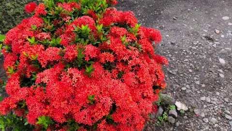 Red Ixora Coccinea Blooming Shrub Video stock 336859016