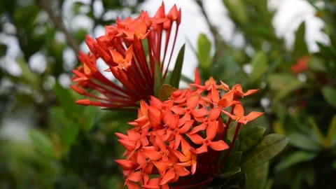 Red ixora coccinea Stock Footage 69816514