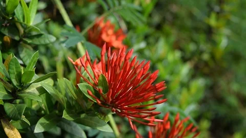 Red ixora coccinea Stock Footage 69816542