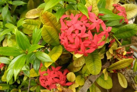 Red Ixora coccinea Stock Photos