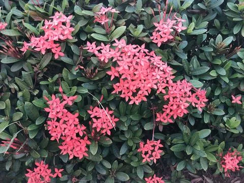 Red Ixora Floral Pattern on Dark Green Leaves for Botanical Texture Stock Photos
