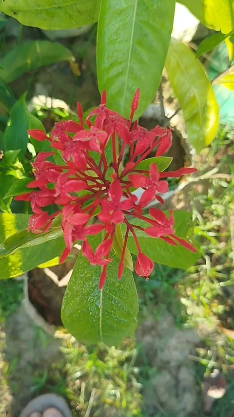Red Ixora Flower Cluster with Dewdrops in Natural Light Stock Footage 321447812