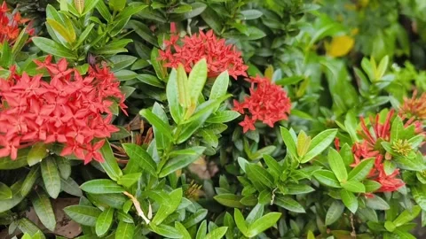 Red Ixora Flower Cluster with Green Leaves Video stock 342214196