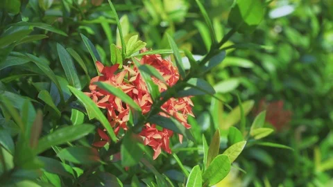 Red, Ixora flower Stock Footage 85870504