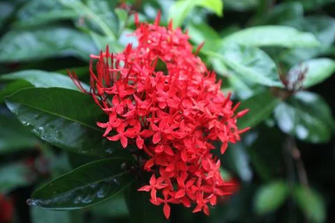 Red Ixora flower Stock Photos