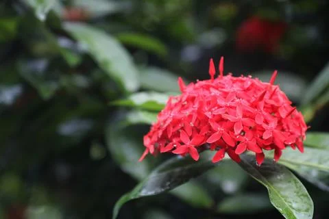 Red Ixora flower Stock Photos