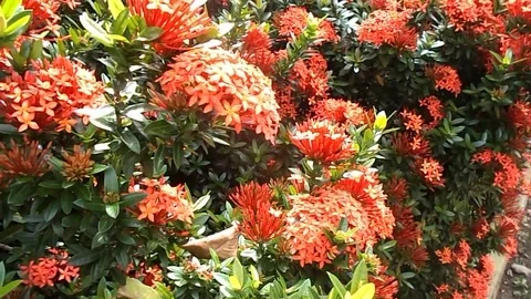 Red ixora flower on the tree Stock Footage 70975603