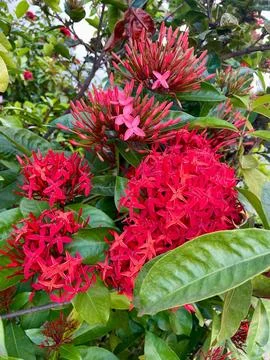Red Ixora flowers and buds Stock Photos