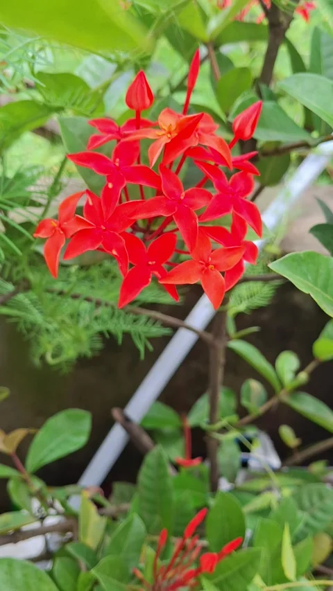 Red Ixora Flowers Blooming Stock Footage 342590187