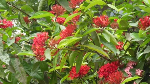Red ixora flowers Stock Footage 342278607