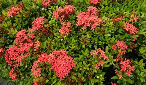 Red Ixora with green leaf background. Stock Photos