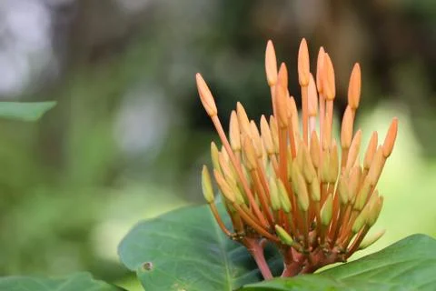 Red ixora Stock Photos