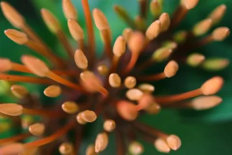 Red ixora Stock Photos