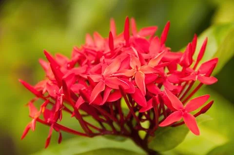 Red Ixora Stock Photos