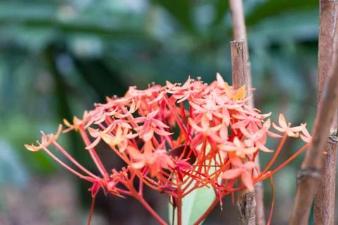 Red Ixora Stock Photos