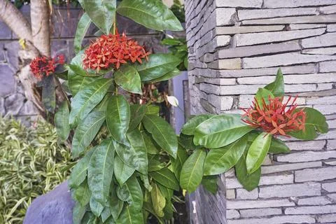 Red ixora Stock Photos