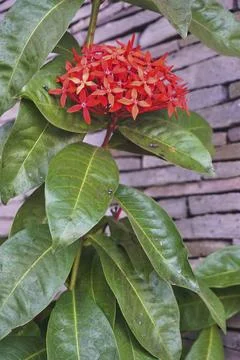 Red ixora Stock Photos