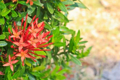 Red ixora2 Stock Photos