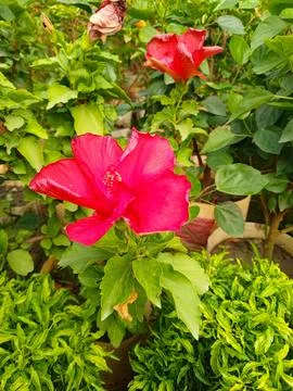 Red jaba flower 스톡 사진