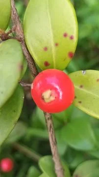 Red Jamaican Cherry Stock Photos