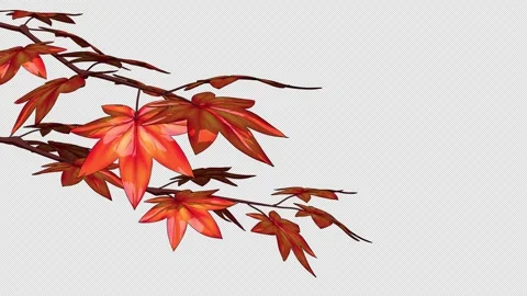 Red Japanese Maple Branches Alpha Loop Видео 336552681