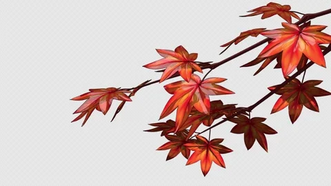 Red Japanese Maple Branches Alpha Loop Stock Footage 336554765