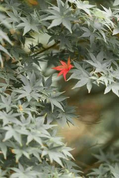 Red Japanese maple leaf. Background of green leaves Stock Photos