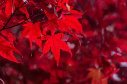 Red Japanese maple leaf on a blurred background Stock Photos