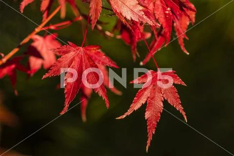 Red Japanese maple leaves in autumn,Oregon, United States of America Stock Photos