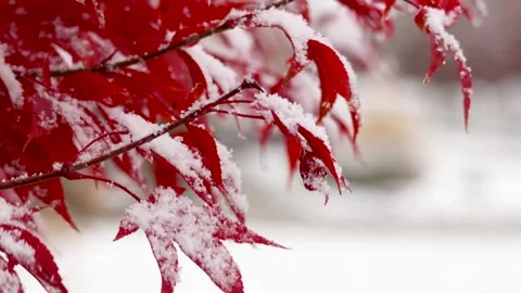Red Japanese Maple leaves dusted with early Winter snow close up view. Stock Footage 320856109