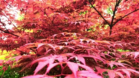 Red Japanese Maple Leaves Moving in Gentle Autumn Forest Breeze Stock Footage 342007658