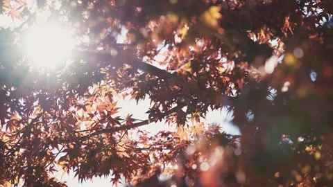 Red Japanese Maple Leaves Texture Sunlight Slow Motion Stock Footage 295330361