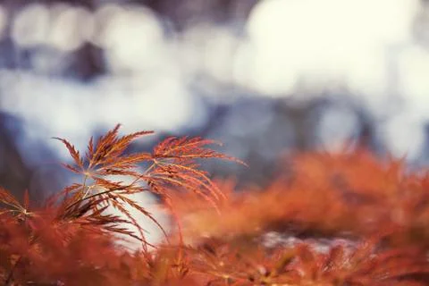 Red japanese maple Stock Photos