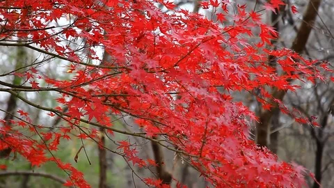 Red Japanese Maple tree blowing in the wind. Stockbeeldmateriaal 83590043