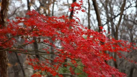 Red Japanese Maple tree blowing in the wind. Stockbeeldmateriaal 83590053