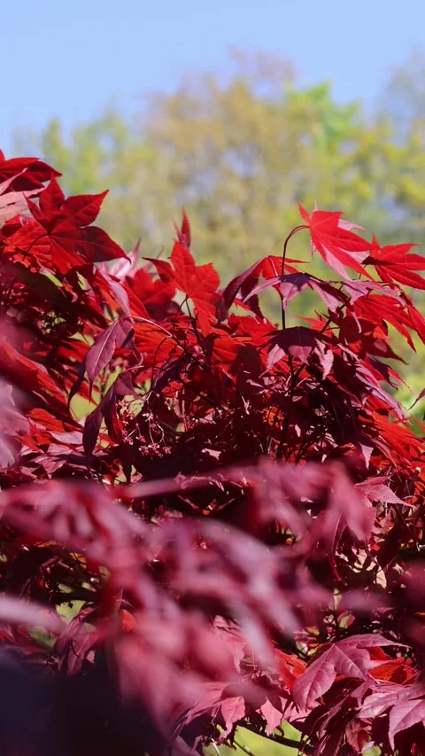 Red japanese maple tree leaves blowing in the wind Stock Footage 344032865